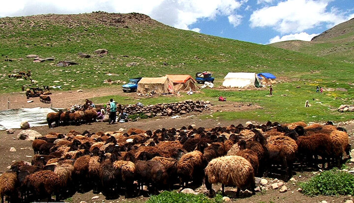 استفاده از خوراک آماده دام به جای علوفه خام اولویت سازمان امور عشایر است/ تخصیص یک هزار میلیارد تومان به طرح‌های رفع تنش آبی جامعه عشایر